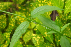 Clinacanthus nutans