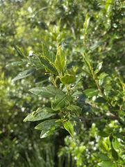 Rhamnus prinoides