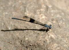 Nososticta kalumburu