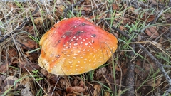 Amanita muscaria