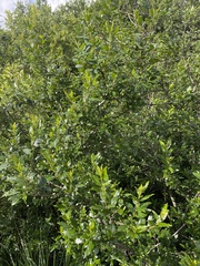 Rhamnus prinoides