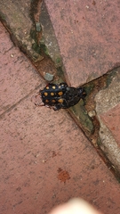 Mecynorhina passerinii