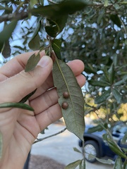 Belonocnema treatae