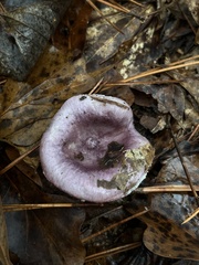 Russula cyanoxantha