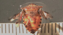 Podisus brevispinus