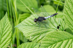 Leucorrhinia caudalis