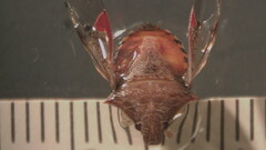 Podisus brevispinus