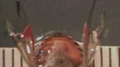 Podisus brevispinus