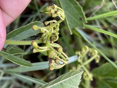 Cissus diversilobata