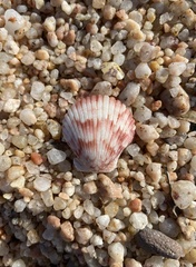 Argopecten ventricosus