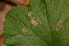 Metallus lanceolatus
