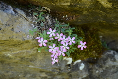 Petrocoptis glaucifolia