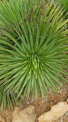 Agave stricta