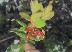 Vaccinium dentatum