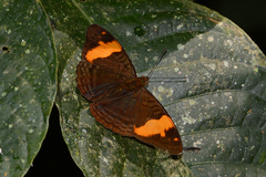 Adelpha boreas boreas