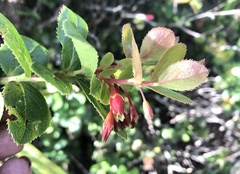 Vaccinium dentatum
