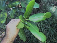 Melicope clusiifolia