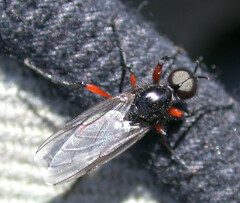 Bibio pomonae