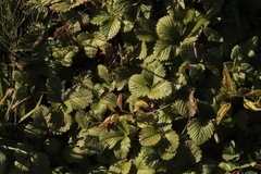 Fragaria viridis