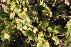 Fragaria viridis