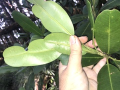 Melicope clusiifolia