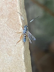 Agonocryptus discoidaloides