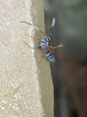 Agonocryptus discoidaloides