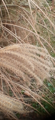 Miscanthus