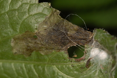 Sumitrosis inaequalis