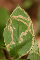 Phytomyza albiceps group