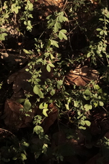 Genista pilosa
