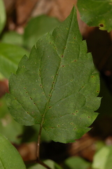 Phytomyza albiceps group