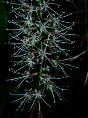 Dracaena angustifolia