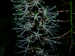 Dracaena angustifolia