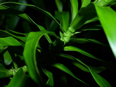 Dracaena angustifolia