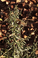 Genista tinctoria