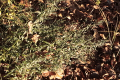 Genista tinctoria