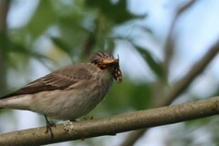 Arctia aulica