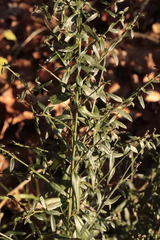 Genista tinctoria