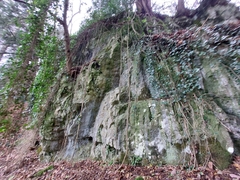Rhynchostegiella teneriffae