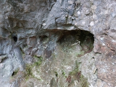 Rhynchostegiella teneriffae