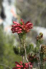 Erica abietina