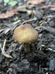 Pluteus romellii