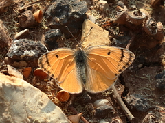 Colotis fausta