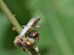 Liorhyssus
