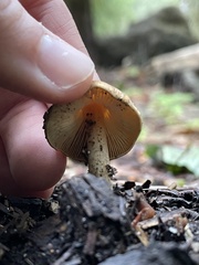 Pluteus romellii