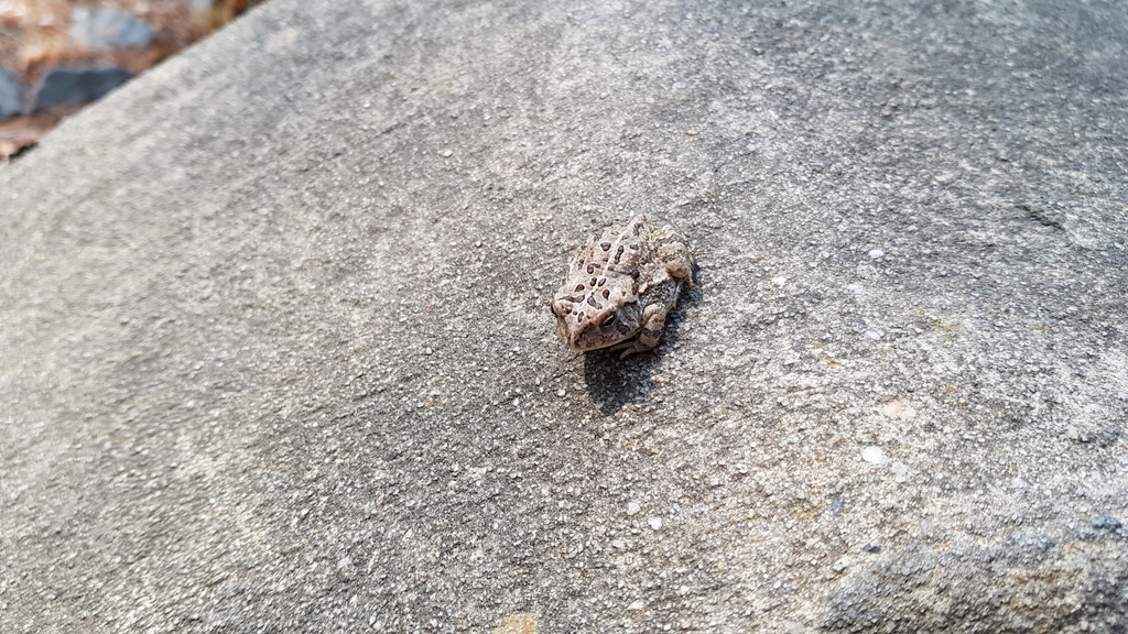 North American Toads from Raleigh, North Carolina 27612, USA on ...