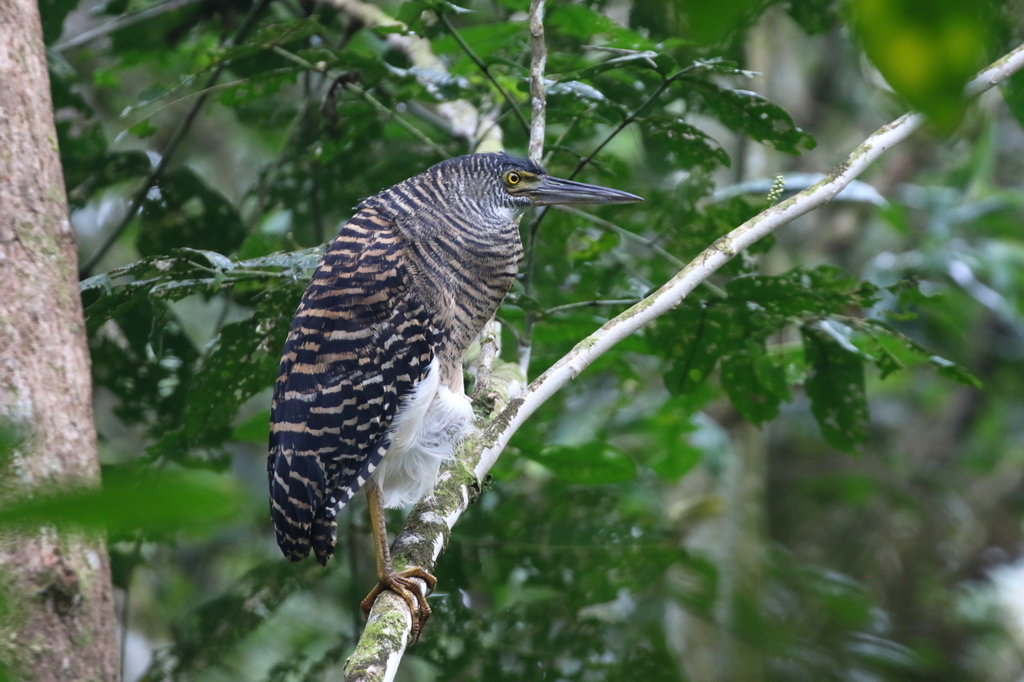 Forest Bittern photo
