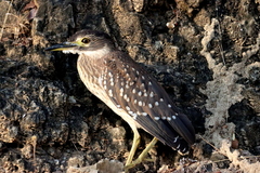 Gorsachius leuconotus