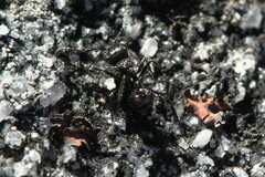 Myrmicaria nigra